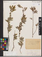 Foto von Salix aurita L. x Salix repens L.